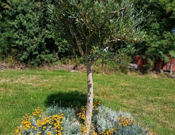 jardin